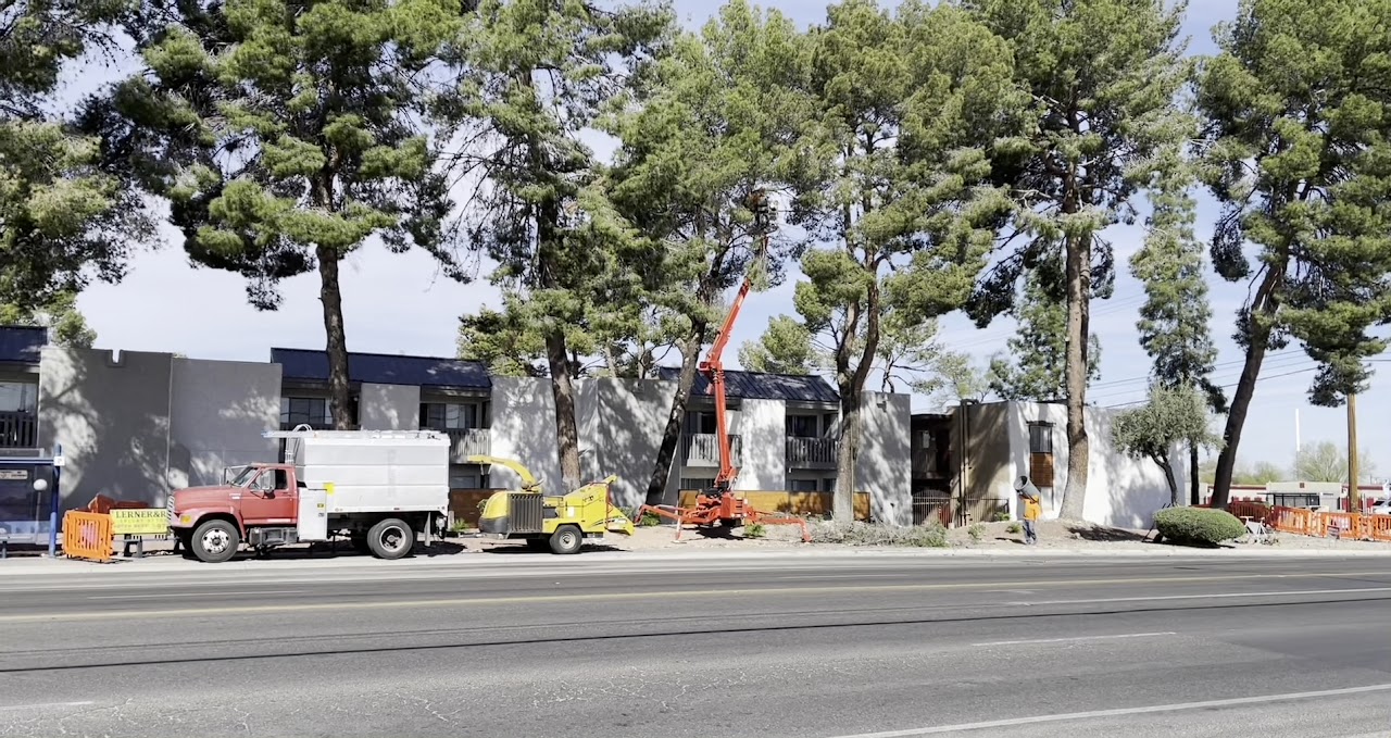 AAA Mammoth Tree & Landscaping project