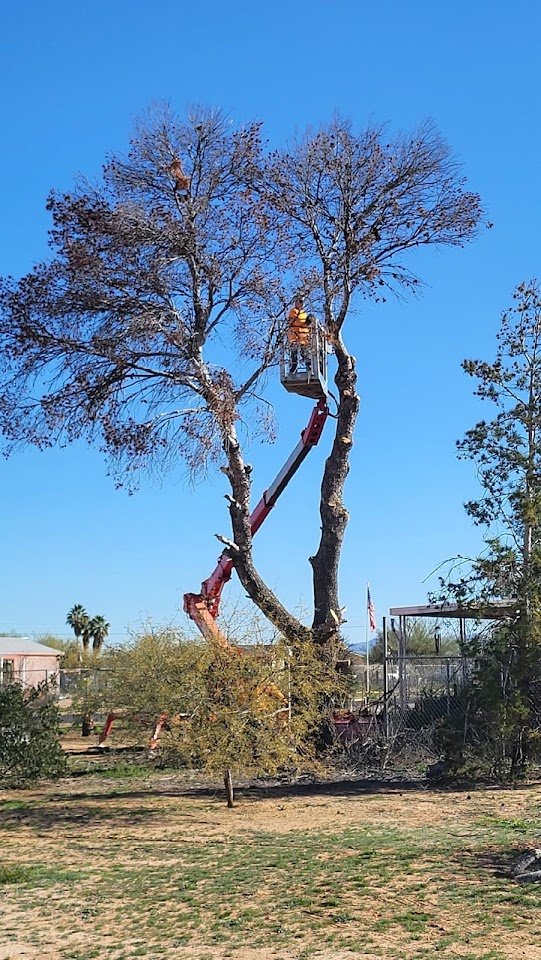 AAA Mammoth Tree & Landscaping project
