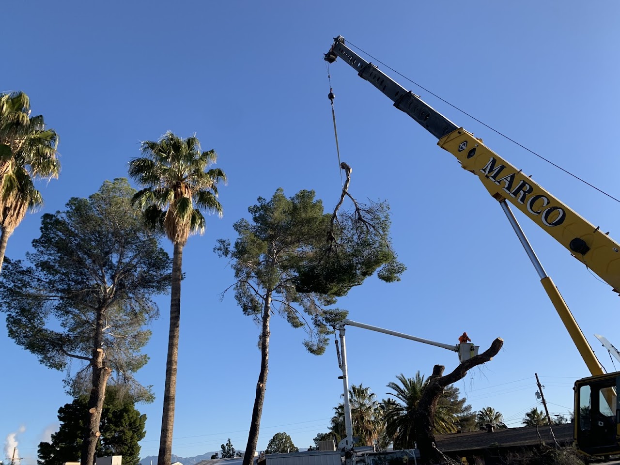 AAA Mammoth Tree & Landscaping project